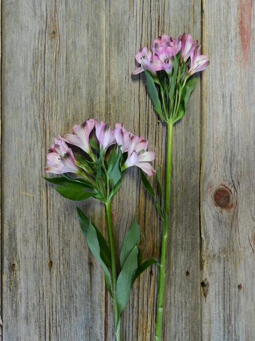 FLORIANO LAVENDER ALSTROEMERIA